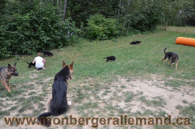 Les chiots - Berger allemand de grande lignées !