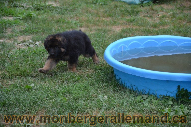 Les chiots - Berger allemand de grande lignées !