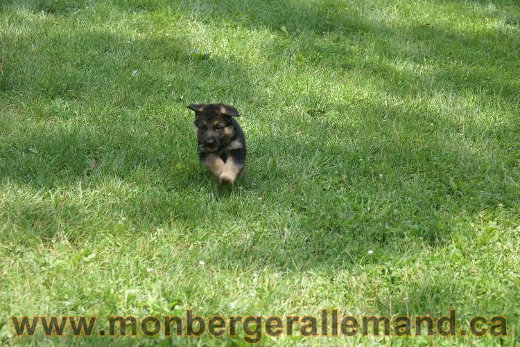 Les chiots berger allemand a Kenya 11 Juillet 2011