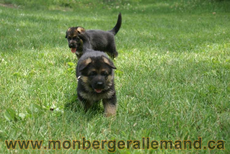 Les chiots berger allemand a Kenya 11 Juillet 2011