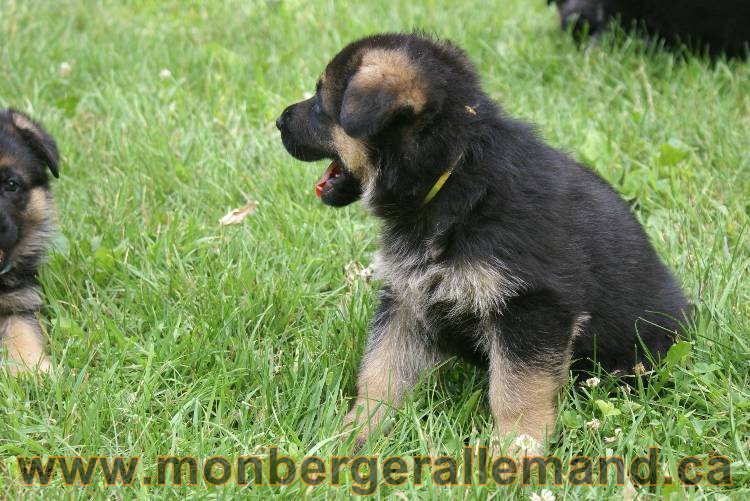 Les chiots berger allemand a Kenya 11 Juillet 2011