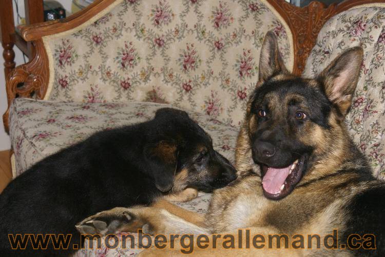 Les chiots berger allemand a Kenya 11 Juillet 2011