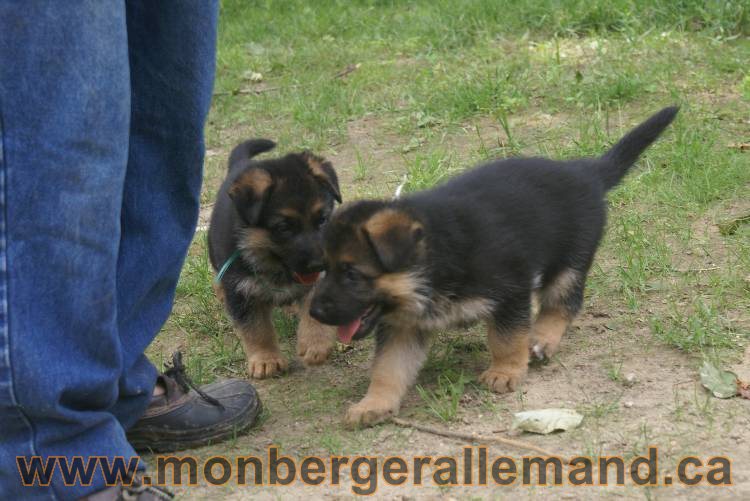 Les chiots berger allemand a Kenya 11 Juillet 2011