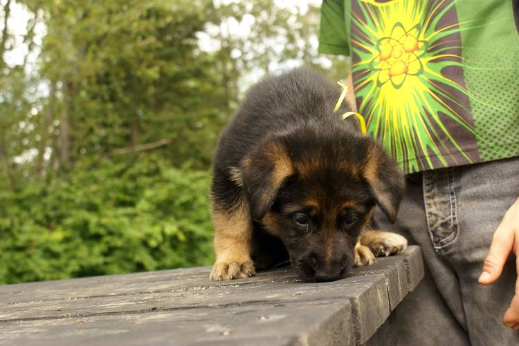 Les chiots berger allemand a Roxy - 22 Juillet 2011