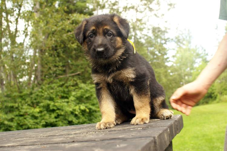 Les chiots berger allemand a Roxy - 22 Juillet 2011