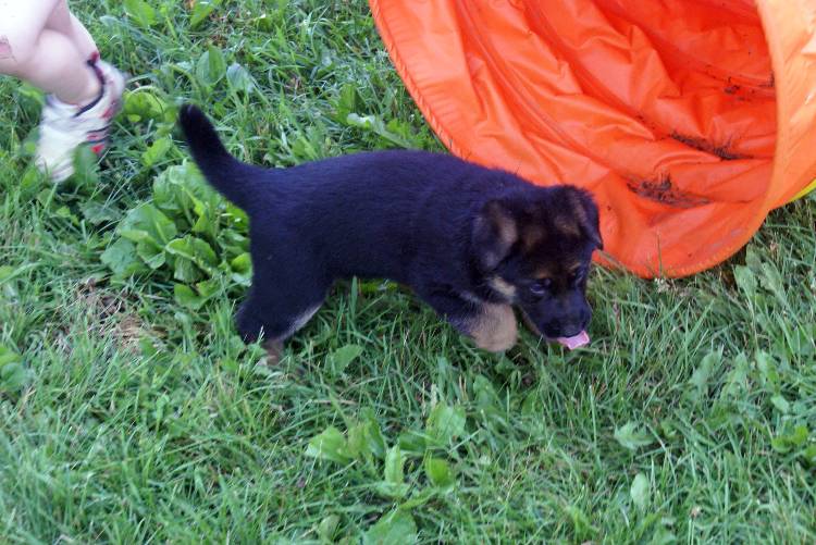 Les chiots berger allemand a Roxy - 22 Juillet 2011