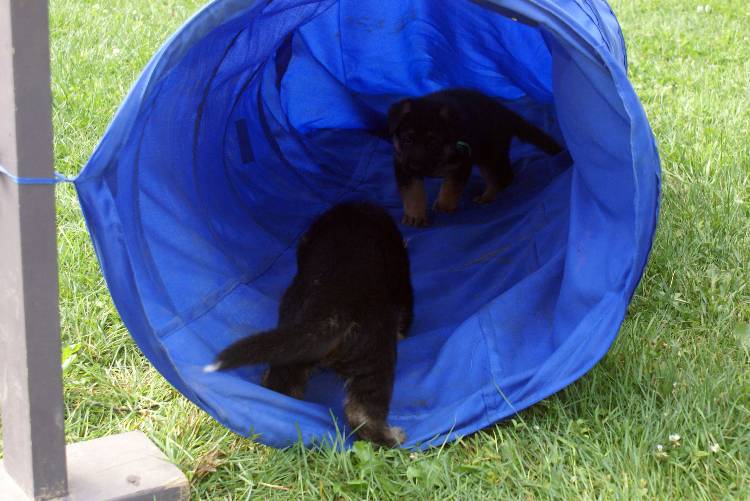 Les chiots berger allemand a Roxy - 22 Juillet 2011