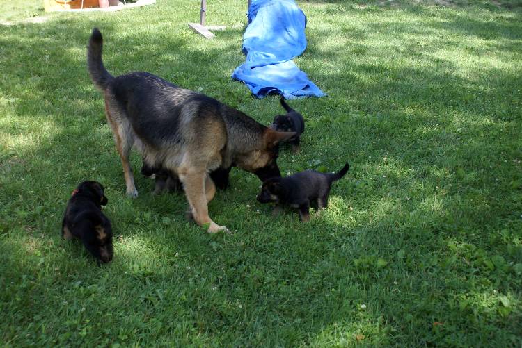 Nos chiots et chien berger allemand - 17 juillet 2011