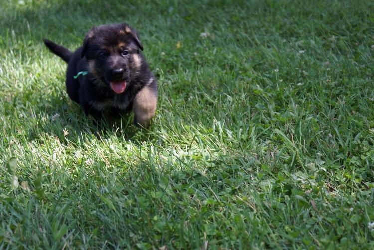 Nos chiots et chien berger allemand - 17 juillet 2011