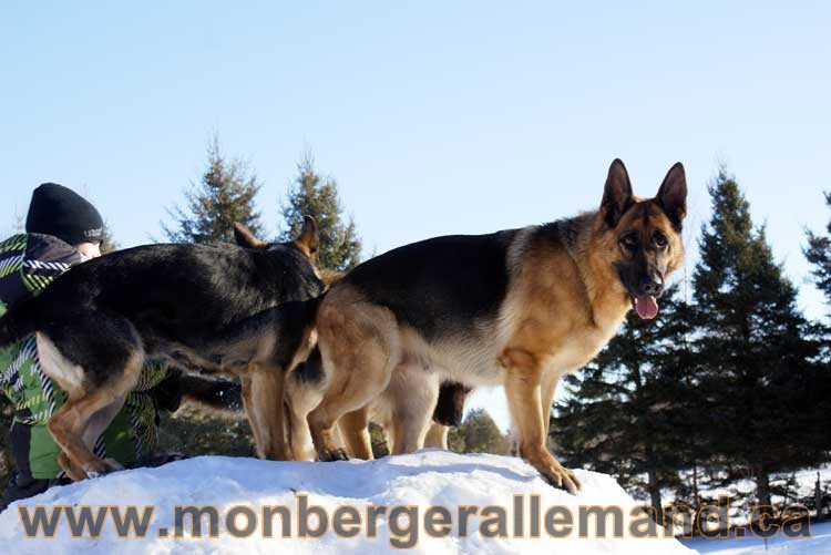 Photo berger allemand Janvier 2011 - outaouais-Laurentides-monteregie-estrie-montreal-gatineau-laval