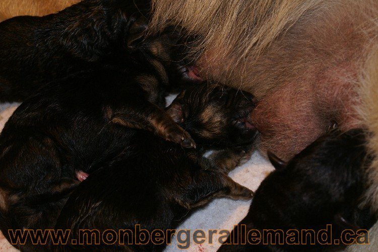 Chiots berger allemand a Kenya né le 7 juin 2011