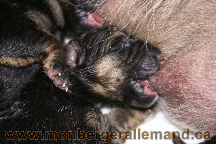 Chiots berger allemand a Kenya né le 7 juin 2011