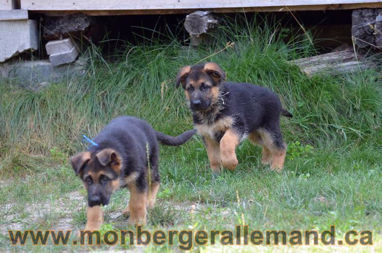 Les chiens et les Chiots berger allemand !