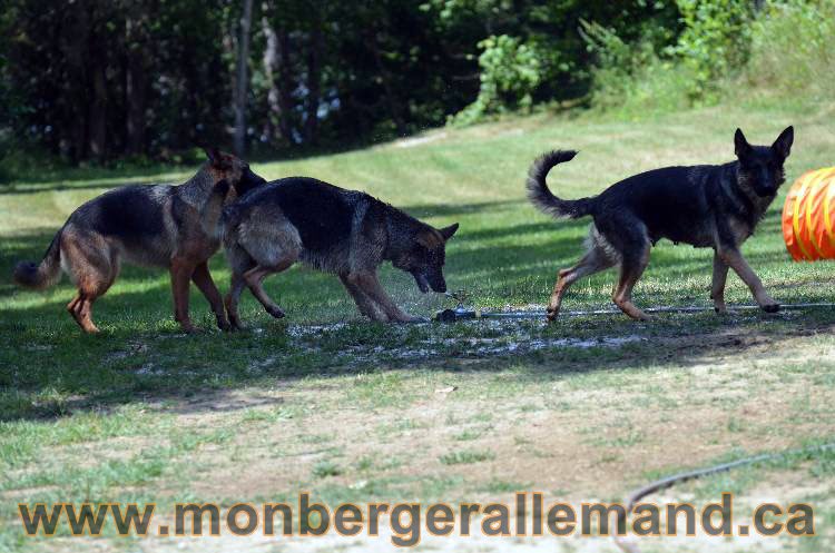 Les chiens et les Chiots berger allemand !