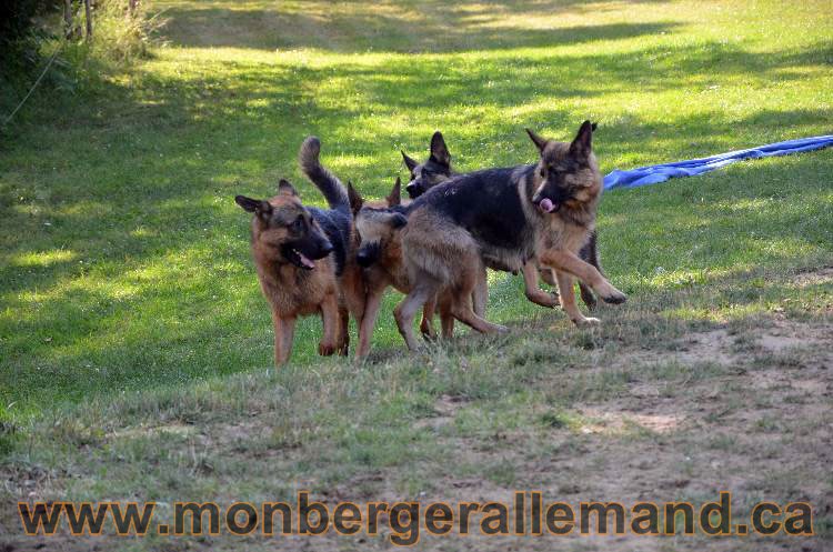 Les chiens et les Chiots berger allemand !