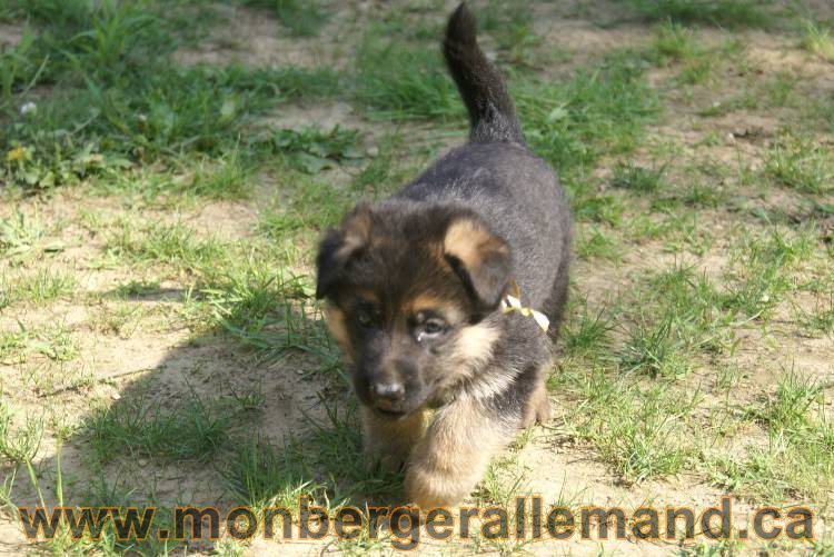 Les chiots a Kenya , 2 chiots berger allemand encorte disponible sur cette portée