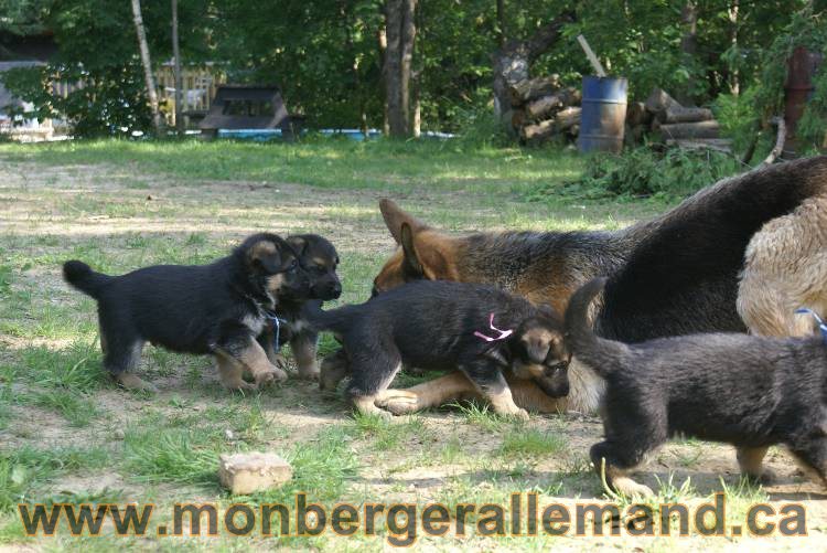 Les chiots a Kenya , 2 chiots berger allemand encorte disponible sur cette portée