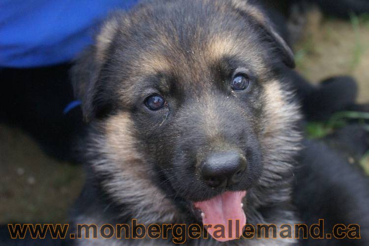 Les chiots a Kenya , 2 chiots berger allemand encorte disponible sur cette portée