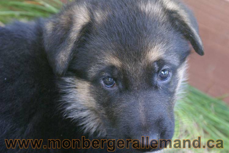 Les chiots a Kenya , 2 chiots berger allemand encorte disponible sur cette portée