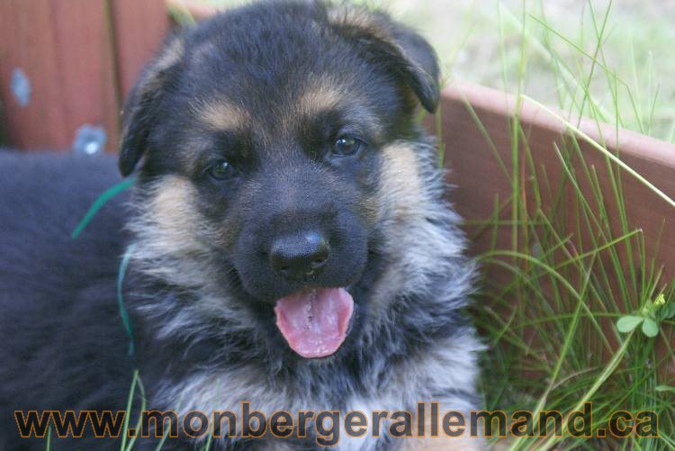 Les chiots a Kenya , 2 chiots berger allemand encorte disponible sur cette portée