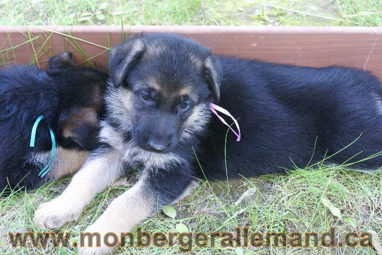 Les chiots a Kenya , 2 chiots berger allemand encorte disponible sur cette portée