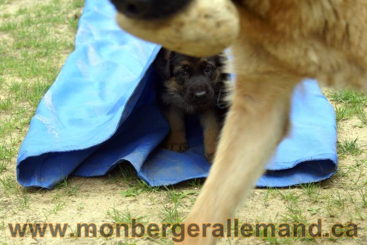 Les chiots berger allemand a Kenya - 13 juillet 2011