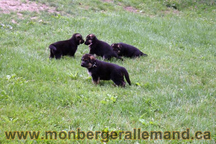 Les chiots berger allemand a Kenya - 13 juillet 2011