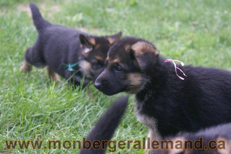 Les chiots berger allemand a Kenya - 13 juillet 2011