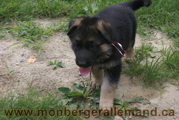 Les chiots berger allemand a Kenya - 13 juillet 2011