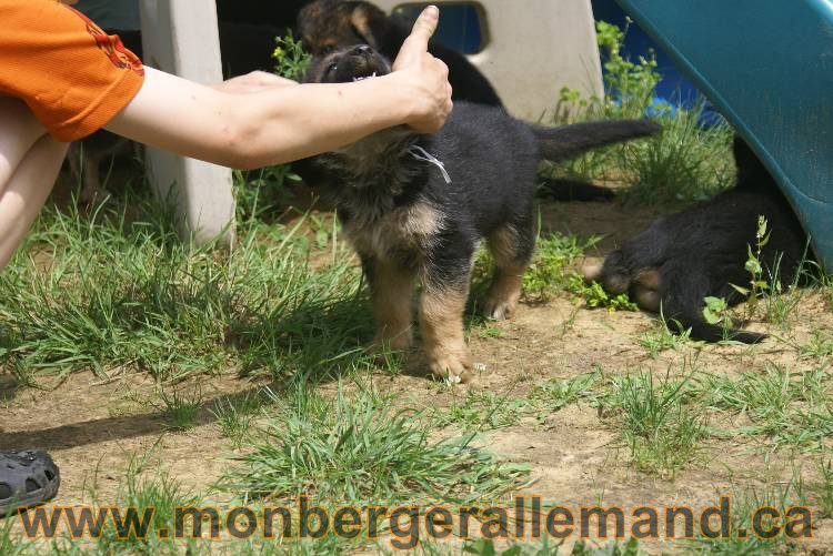 Les chiots berger allemand a Kenya - 13 juillet 2011