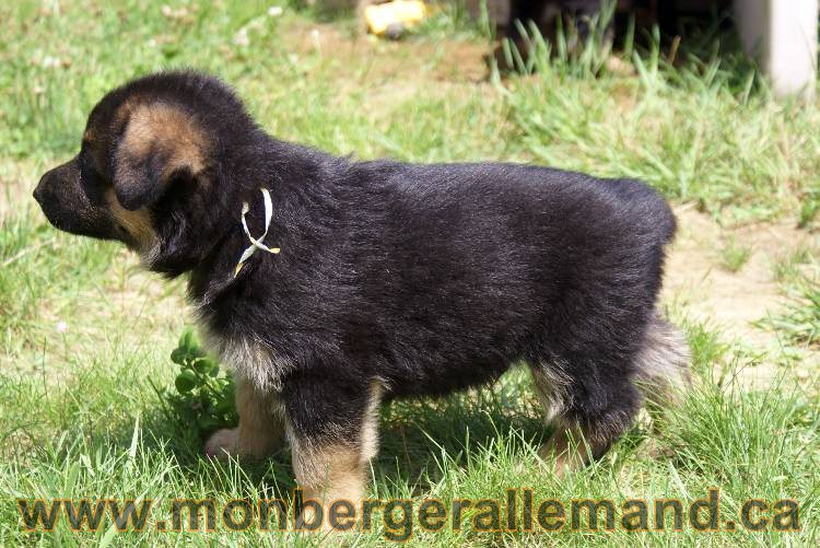 Les chiots berger allemand a Kenya - 13 juillet 2011