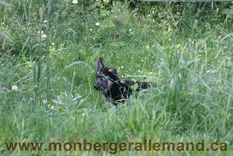 Les chiots berger allemand a Kenya - 5 juillet 2011