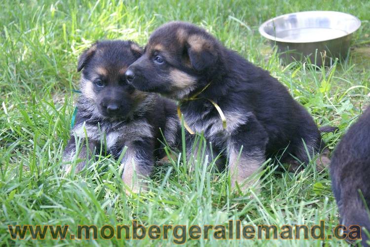 Les chiots berger allemand a Kenya - 5 juillet 2011