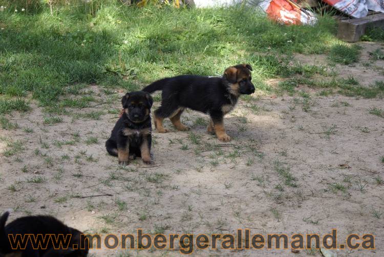 Les chiots et chien berger allemand - 16 juillet 2011