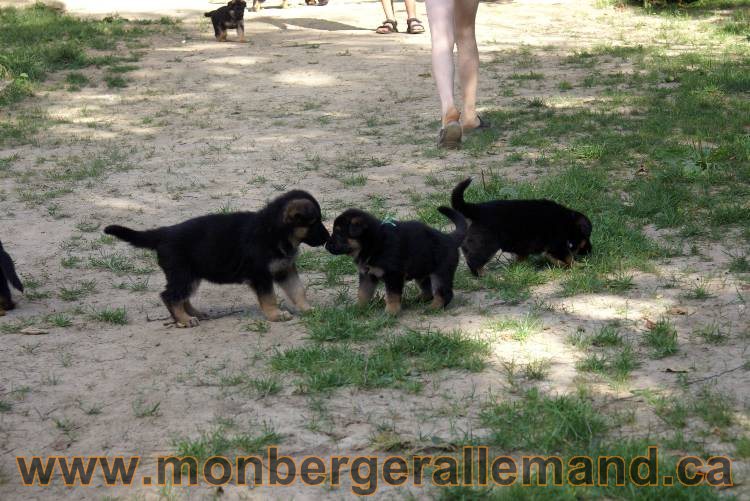 Les chiots et chien berger allemand - 16 juillet 2011