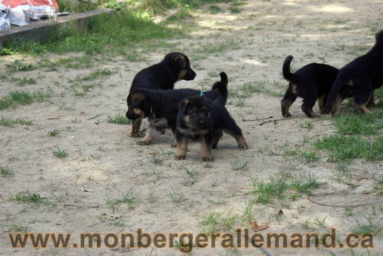 Les chiots et chien berger allemand - 16 juillet 2011