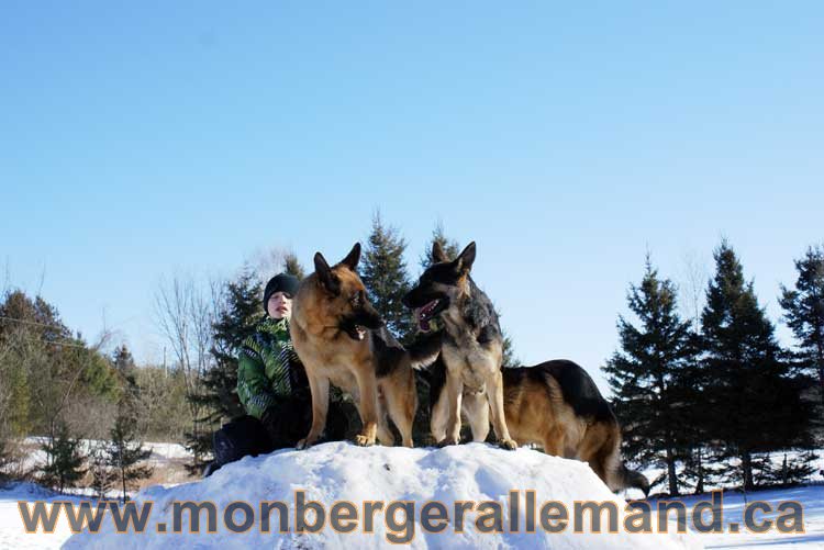 Photo berger allemand Janvier 2011 - outaouais-Laurentides-monteregie-estrie-montreal-gatineau-laval