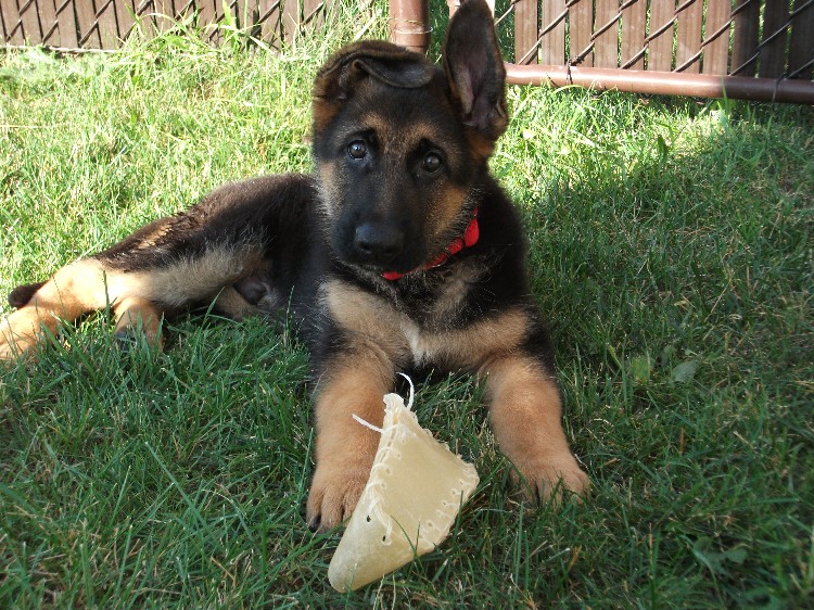 Jack - Chiot Berger Allemand de Lady & Vidal