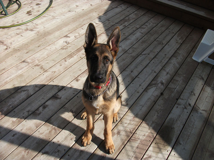 Jack Male berger allemand Il est parti dans la région de  Montréal (Vaudreuil-Dorion)