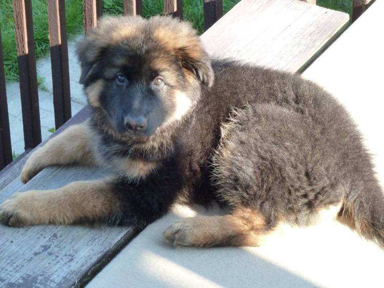 Yogi - Bear, chiot berger allemand Male de Roxy et Vidal