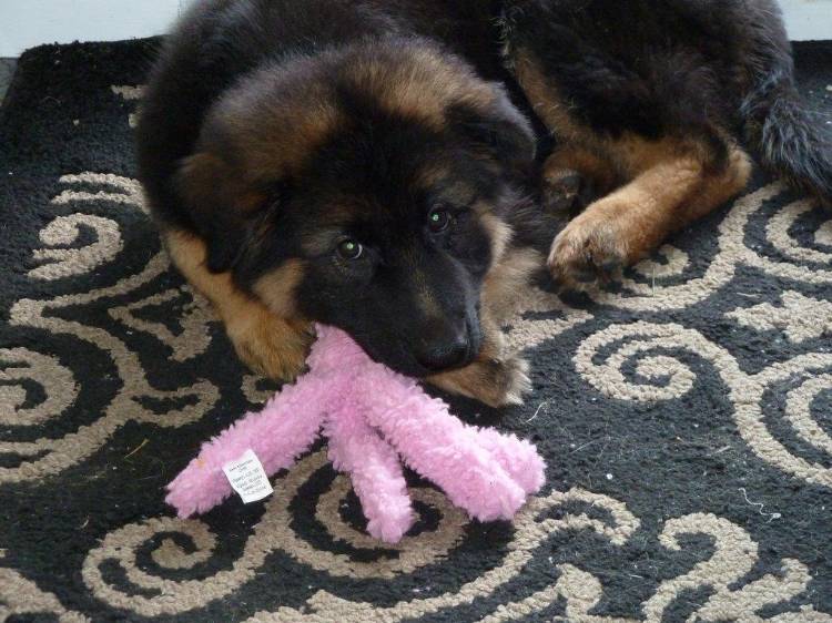 Yogi - Bear, chiot berger allemand Male de Roxy et Vidal