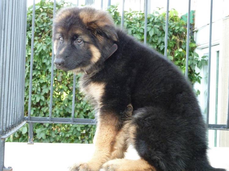 Yogi - Bear, chiot berger allemand Male de Roxy et Vidal